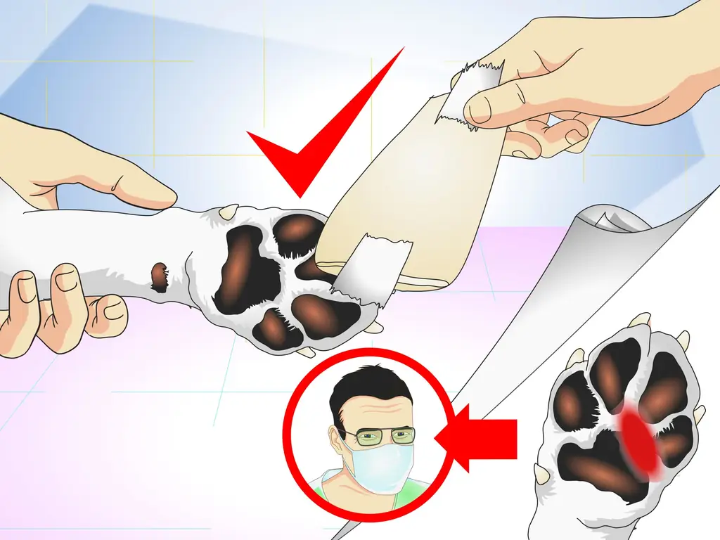 Как лечить осколки собак: 12 шагов (с иллюстрациями)