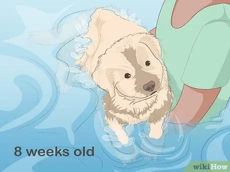 Безопасно приобщите собаку к воде, шаг 2
