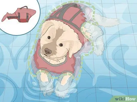 Безопасно познакомьте собаку с водой Шаг 6
