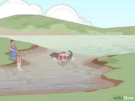 Безопасно познакомьте собаку с водой Шаг 8