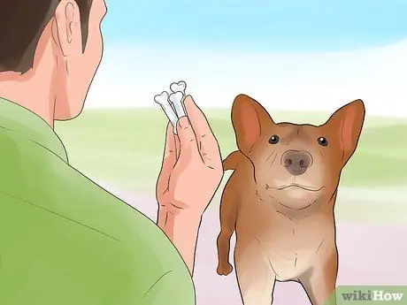 Приучите собаку к выставке Шаг 8