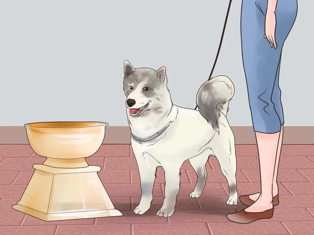 Как приучить собаку к выставке: 10 шагов (с иллюстрациями)