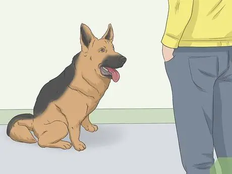 Приучите испуганную собаку спускаться по лестнице Шаг 2