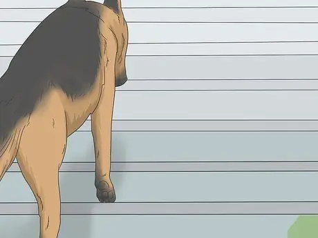Приучите испуганную собаку спускаться по лестнице Шаг 3