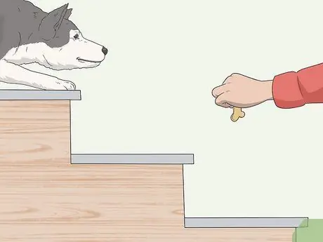 Приучите испуганную собаку спускаться по лестнице Шаг 7