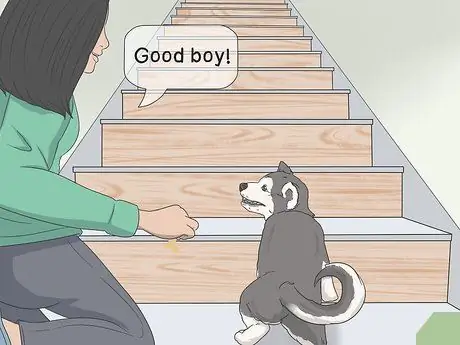 Приучите испуганную собаку спускаться по лестнице Шаг 8