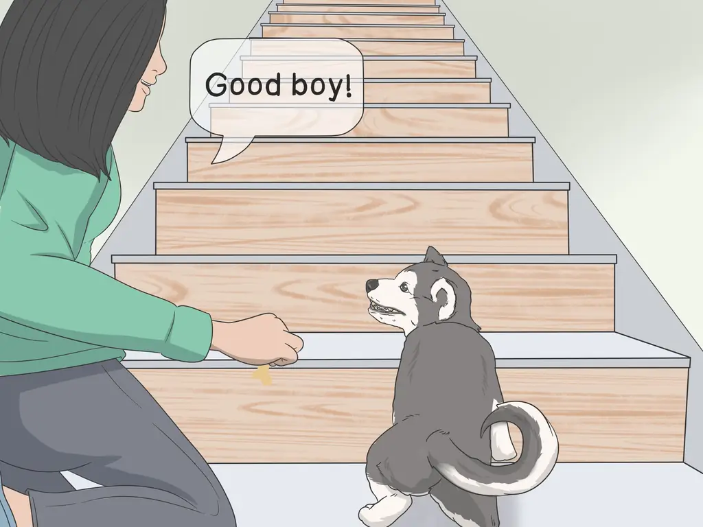 Как приучить испуганную собаку спускаться по лестнице: 8 шагов