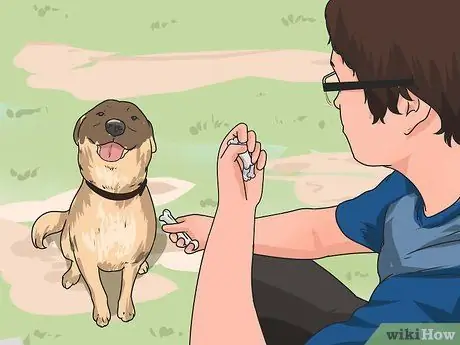 Дрессировка взрослой собаки Шаг 10