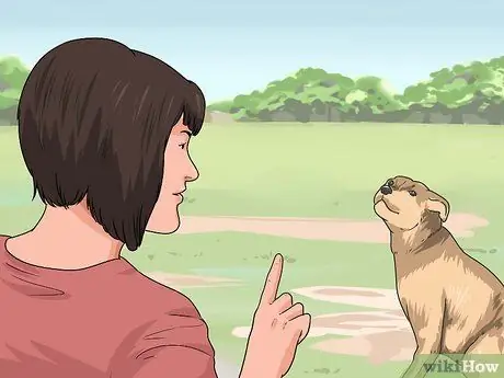 Дрессировка взрослой собаки Шаг 11