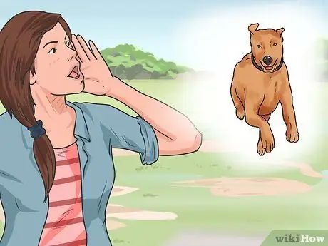 Дрессировка взрослой собаки Шаг 12