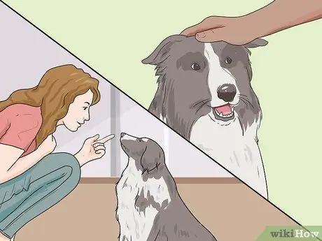 Дрессировка взрослой собаки, шаг 5