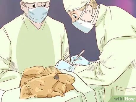 Защитите мебель от собак Шаг 9