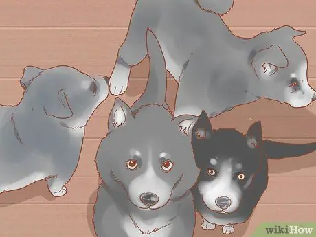 Уход за беременной собакой Шаг 3