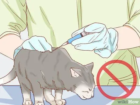 Как определить беременность кошки Шаг 10