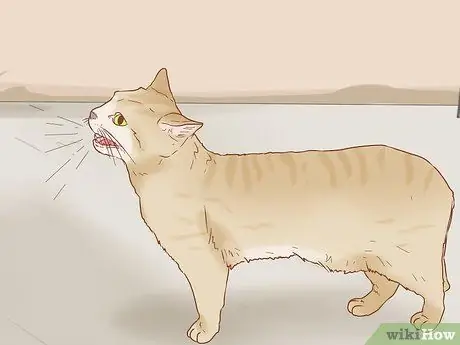 Как определить беременность кошки Шаг 2