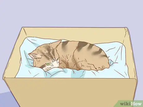 Как определить беременность кошки Шаг 6