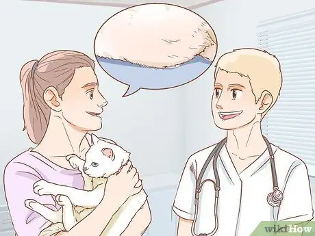 Как определить беременность кошки Шаг 7