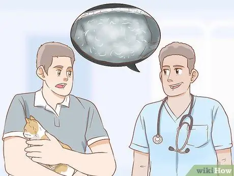 Как определить беременность кошки Шаг 9