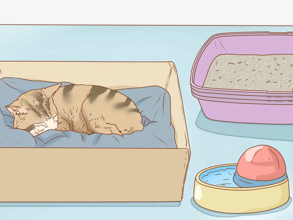 Как определить беременность кошки: 12 шагов (с иллюстрациями)