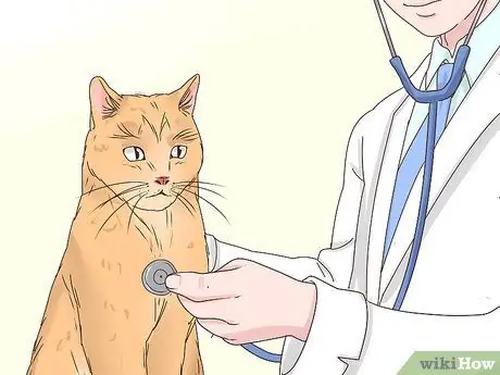 Заставьте кошку спать с вами Шаг 11