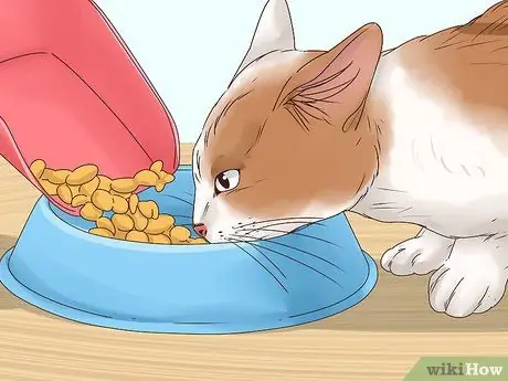 Заставьте кошку спать с вами Шаг 3