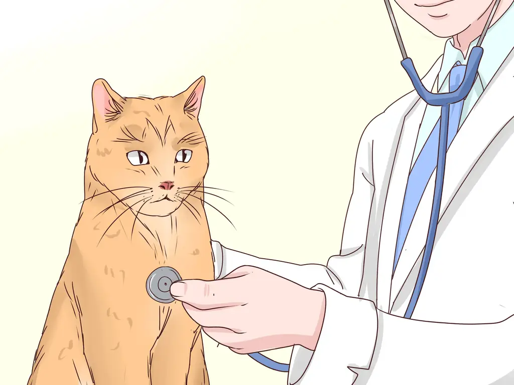 11 способов заставить вашу кошку спать с вами