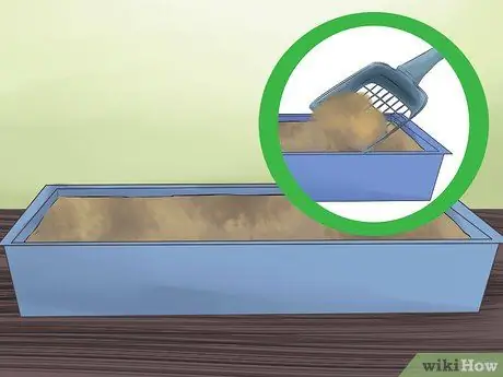 Познакомьте вашу кошку с вами и полюбите ее Шаг 13