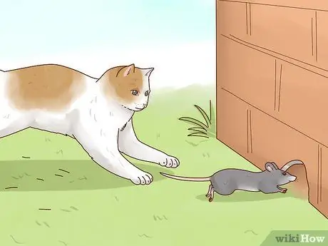 Сделайте свою кошку счастливой Шаг 10