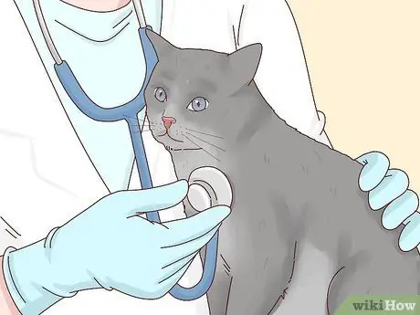 Сделайте свою кошку счастливой Шаг 2