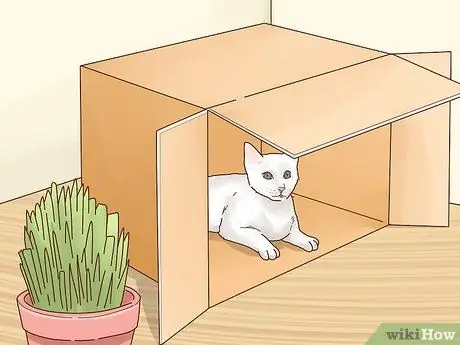 Сделайте свою кошку счастливой Шаг 5