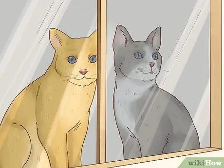 Сделайте свою кошку счастливой Шаг 7