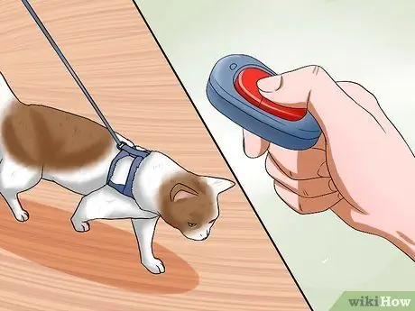 Поощряйте кошку заснуть Шаг 4