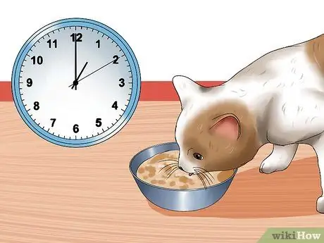 Поощряйте кошку заснуть Шаг 6