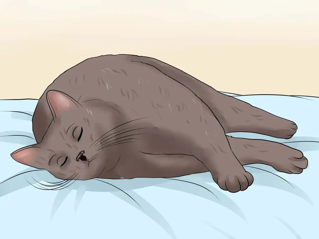 Как убедить кошку заснуть: 12 шагов (с иллюстрациями)