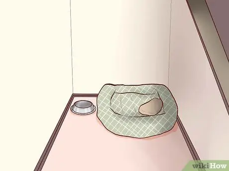 Знакомство собак с кошками, шаг 2