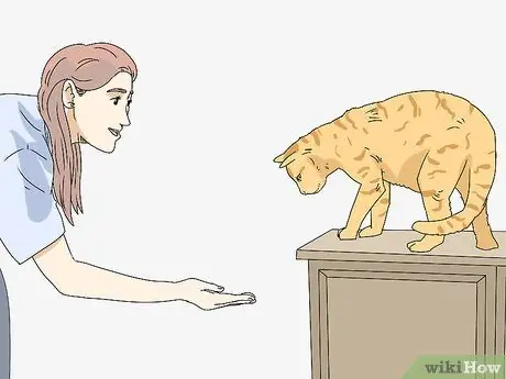 Сделайте кошку комфортно рядом с вами Шаг 11