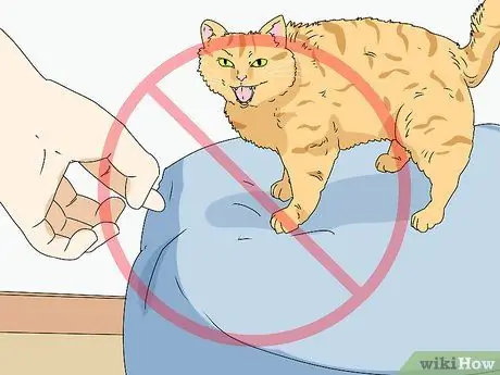 Сделайте кошку комфортно рядом с вами Шаг 12