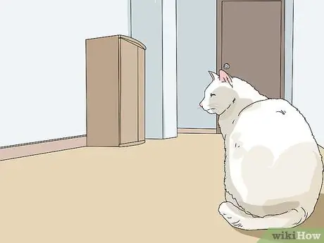 Сделайте кошку комфортно рядом с вами Шаг 2