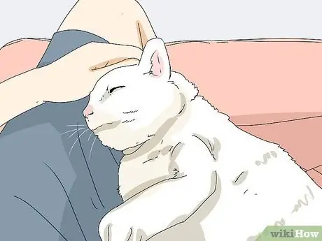 Сделайте кошку комфортно рядом с вами Шаг 3