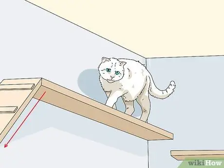 Сделайте кошку комфортно рядом с вами Шаг 4