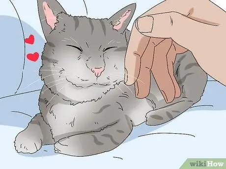 Сделайте кошку комфортно рядом с вами Шаг 7