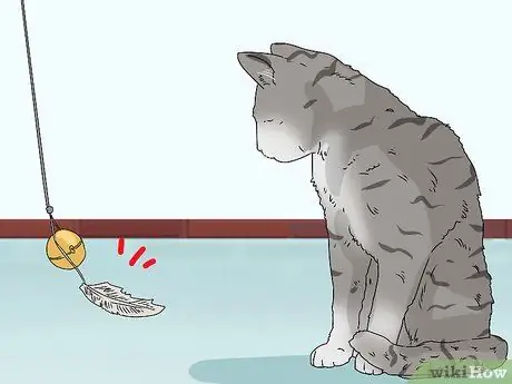 Сделайте кошку комфортно рядом с вами Шаг 8