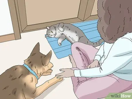 Сделайте кошку комфортно рядом с вами Шаг 9