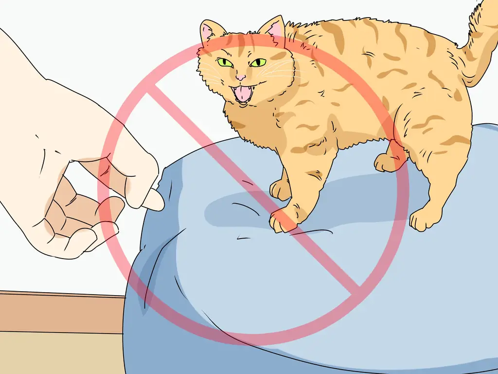 3 способа сделать кошку комфортно рядом с вами
