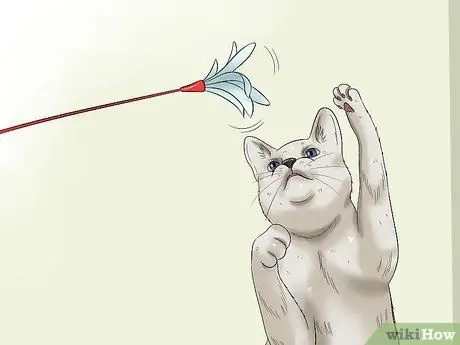 Помогите кошкам уснуть перед сном Шаг 4