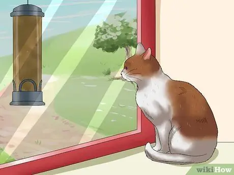 Помогите кошкам уснуть перед сном Шаг 6