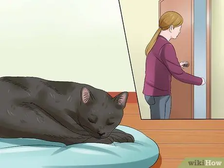 Помогите кошкам уснуть перед сном Шаг 7