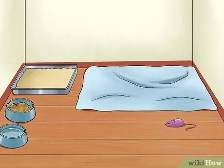 Помогите кошкам уснуть перед сном Шаг 8