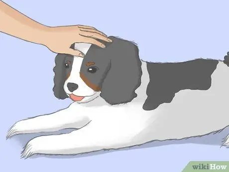 Выбор кавалер-кинг-чарльз-спаниеля Шаг 5