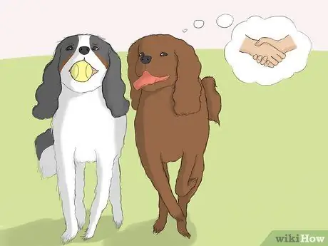 Выбор кавалер кинг чарльз спаниеля Шаг 6